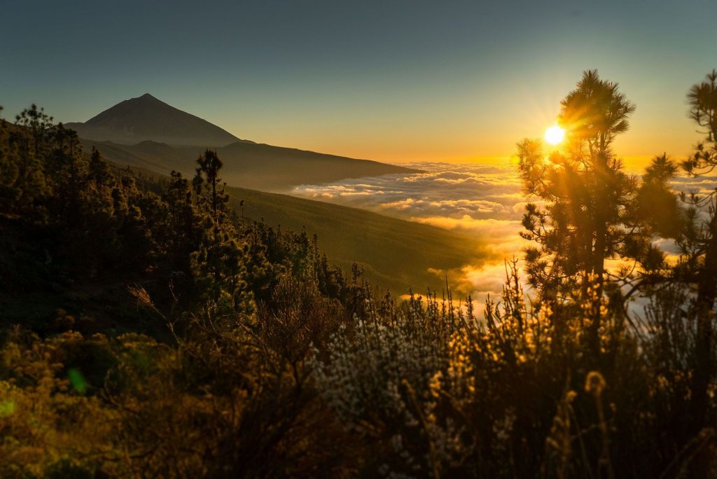 Sunset over a mountain ridge with a sea of clouds and sunlit pine in the foreground