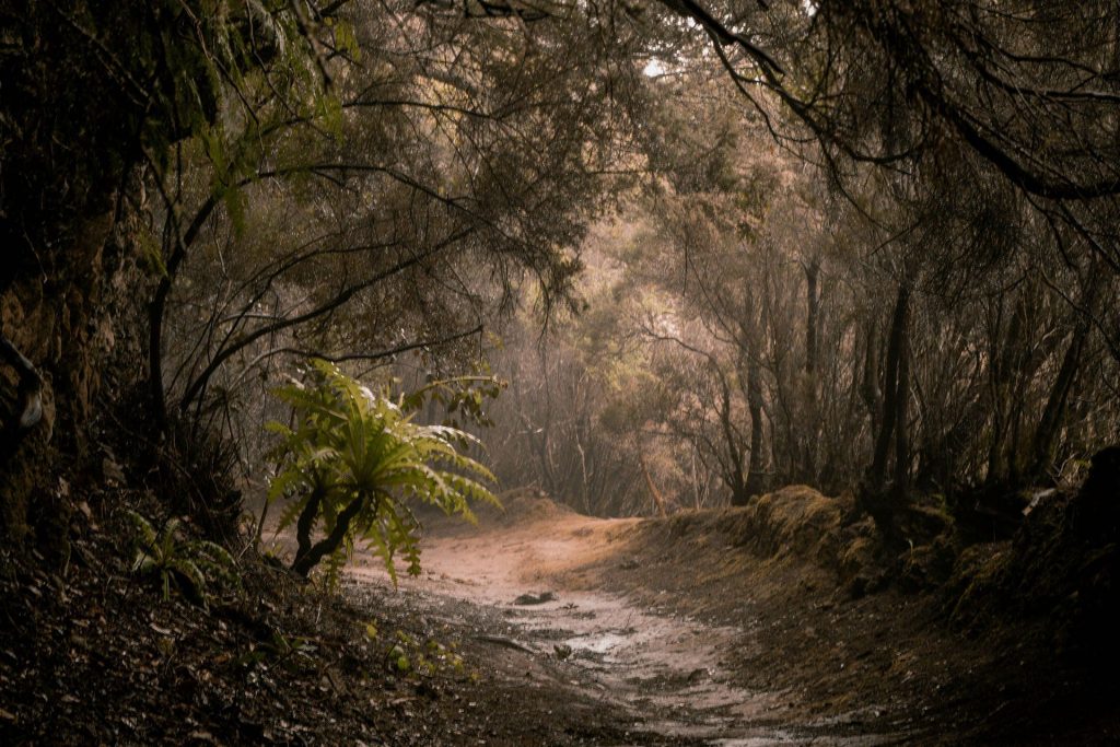 Dusty forest path winding through dense trees with low light and mist.